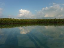 mangrove shadows