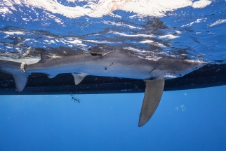Blue shark off Cat Island, Bahamas. Photo courtesy of Andy Mann.