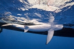 Blue shark. Photo credit: Andy Mann.