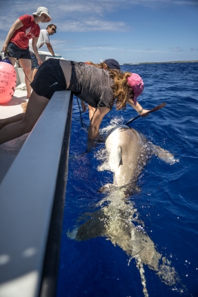 Collecting data on a pregnant oceanic whitetip, including doing an ultrasound! Researcher Debbie Abercrombie maneuvering the shark. Photo by Andy Mann.