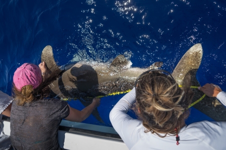 Measuring a shark.  Photo by Andy Mann.