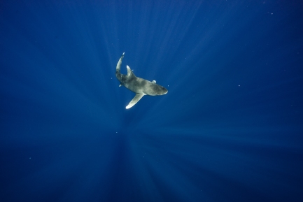Oceanic whitetip swimming into the deep blue. Photo credit: Andy Mann