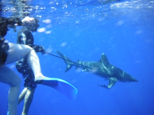 Christine O'Connell in the water with an oceanic whitetip.