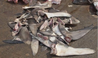 Pile of shark fins. Photo courtesy of Debbie Abercrombie